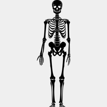 Skeleton 7 Thumbnail