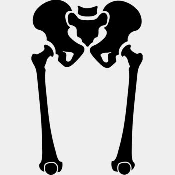 Pelvis with femurs Thumbnail